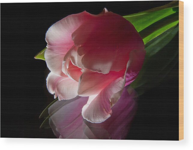 Tulip Wood Print featuring the photograph Red Flower #1 by Christine Sponchia