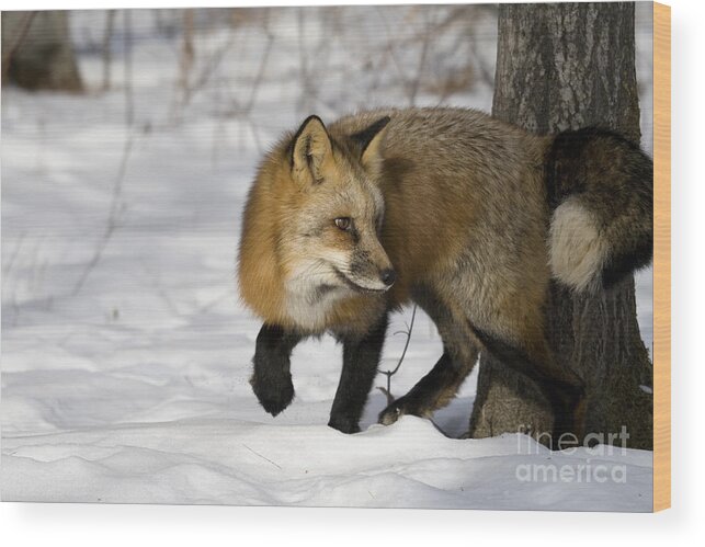 Red Fox Wood Print featuring the photograph Red Fox #2 by Linda Freshwaters Arndt