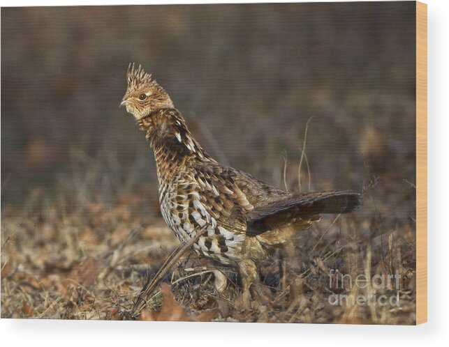 Bedford Wood Print featuring the photograph Ruffed Grouse #2 by Ronald Lutz