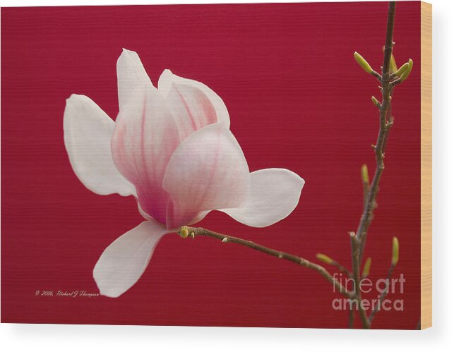 Horizontal Wood Print featuring the photograph Saucer Magnolia by Richard J Thompson