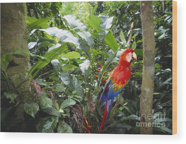 Full Length Wood Print featuring the photograph Scarlet Macaw by Art Wolfe