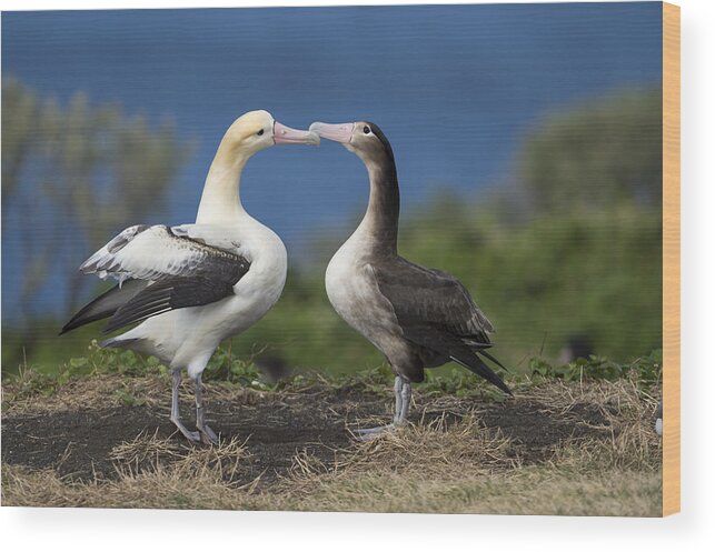 536838 Wood Print featuring the photograph Short-tailed Albatross Courting #2 by Tui De Roy