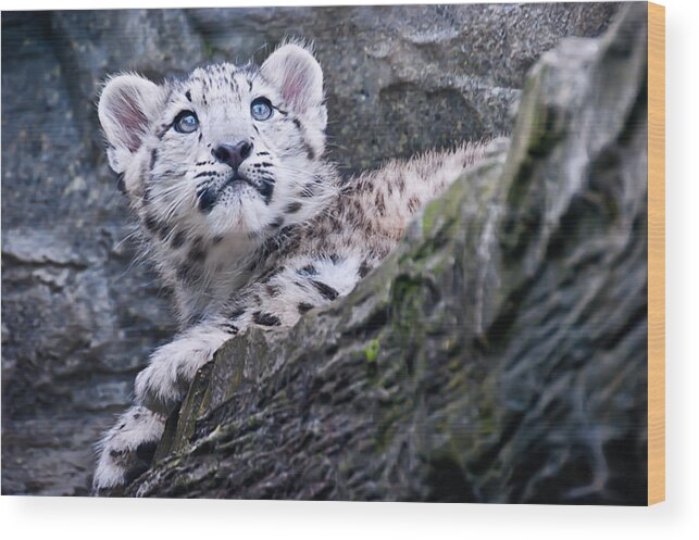 Marwell Wood Print featuring the photograph Snow Leopard Cub #2 by Chris Boulton