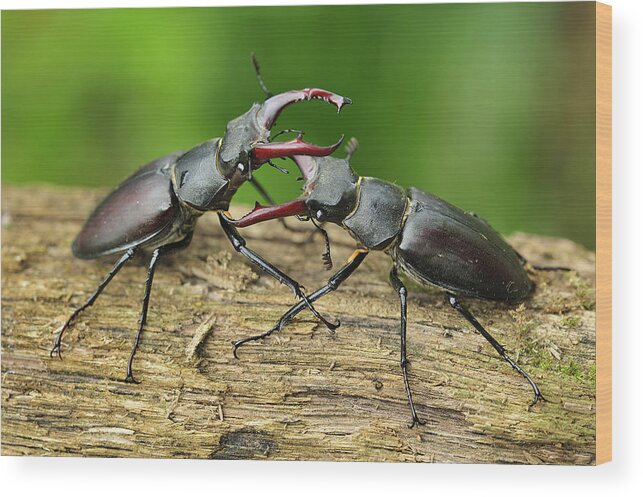 Feb0514 Wood Print featuring the photograph Stag Beetle Fighting Switzerland #2 by Thomas Marent