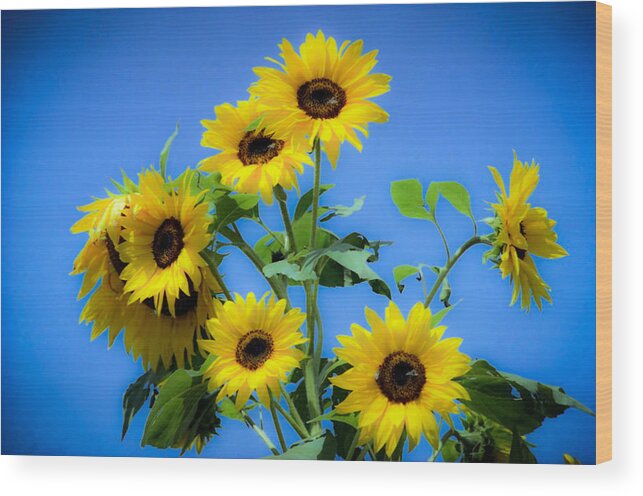 Sunflower Wood Print featuring the photograph Sunflower #2 by Emanuel Tanjala