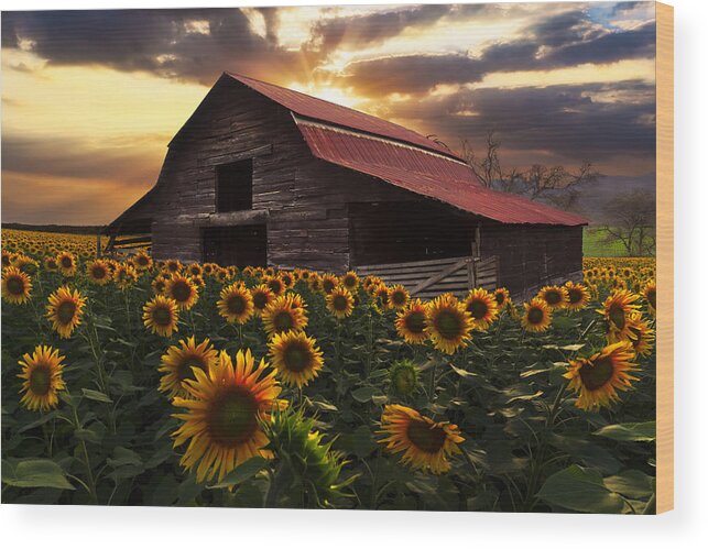 Sunflowers Wood Print featuring the photograph Sunflower Farm by Debra and Dave Vanderlaan
