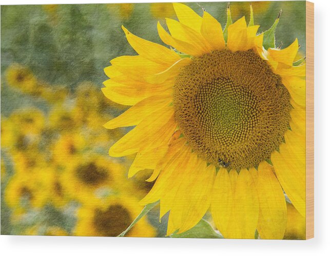 Landscape Wood Print featuring the photograph Sunflower by Joye Ardyn Durham