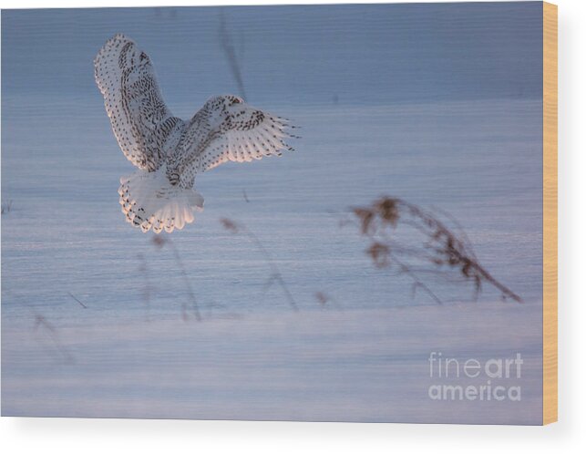 Snowy Owl Wood Print featuring the photograph Sunlit Wings #2 by Cheryl Baxter