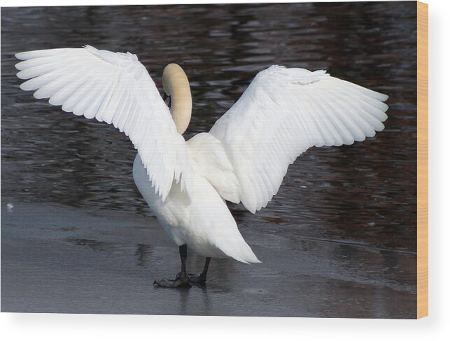 Swan Wood Print featuring the photograph Swan #2 by Lori Rossi
