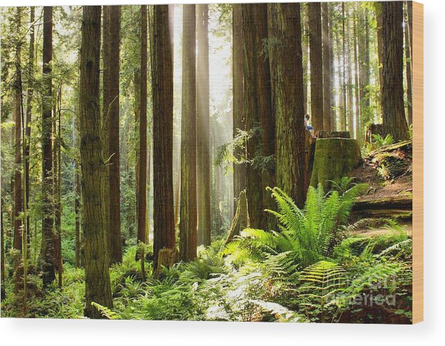 Redwoods Wood Print featuring the photograph The Thinking Tree by Roxie Crouch