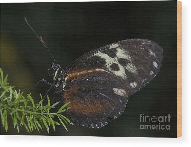 Tiger Longwing Wood Print featuring the photograph Tiger Longwing #3 by JT Lewis