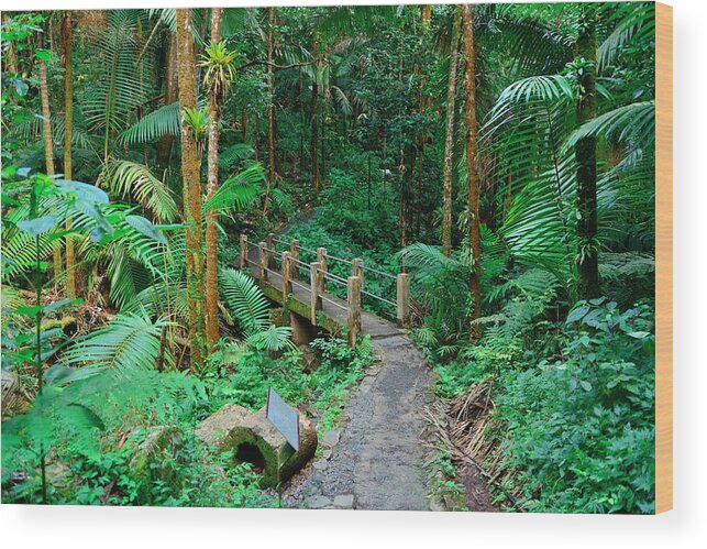Forest Wood Print featuring the photograph Tropical rain forest in San Juan #2 by Songquan Deng