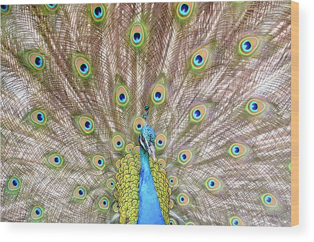 Male Peacock Wood Print featuring the photograph Peacock by Crystal Wightman