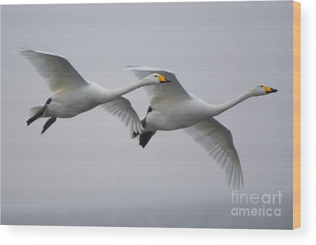 Whooper Swan Wood Print featuring the photograph Whooper Swans #2 by John Shaw