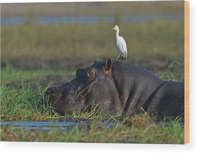 Botswana Wood Print featuring the photograph Wildlife Of Chobe Natiobal Park #2 by Winfried Wisniewski