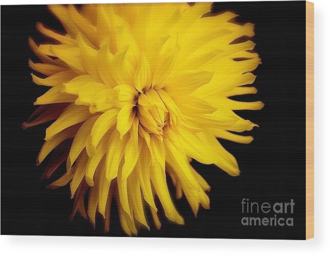 Dahlia Wood Print featuring the photograph Yellow Dahlia by Lisa Billingsley