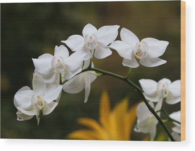 Orchids Wood Print featuring the photograph Orchids #14 by John Freidenberg