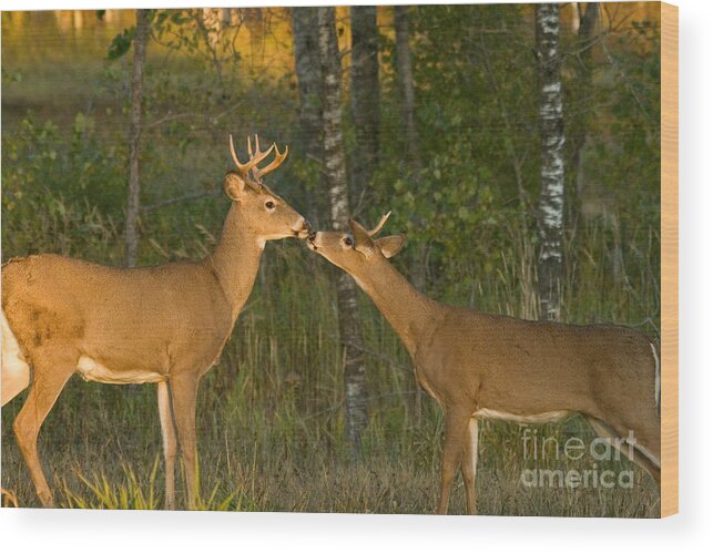 Animal Wood Print featuring the photograph White-tailed Deer #45 by Linda Freshwaters Arndt