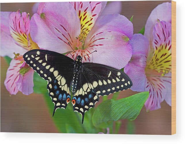Band Wood Print featuring the photograph Black Swallowtail Butterfly, Papilio #26 by Darrell Gulin