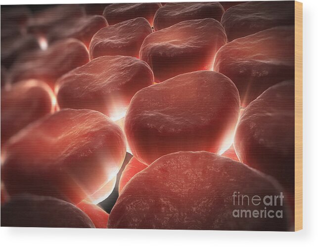 Erythrocytes Wood Print featuring the photograph Red Blood Cells #26 by Science Picture Co