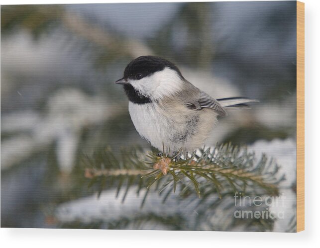 North America Wood Print featuring the photograph Black-capped Chickadee #28 by Linda Freshwaters Arndt