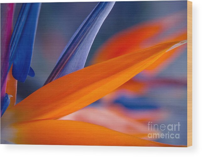 Bird Of Paradise Wood Print featuring the photograph Art by Nature by Sharon Mau