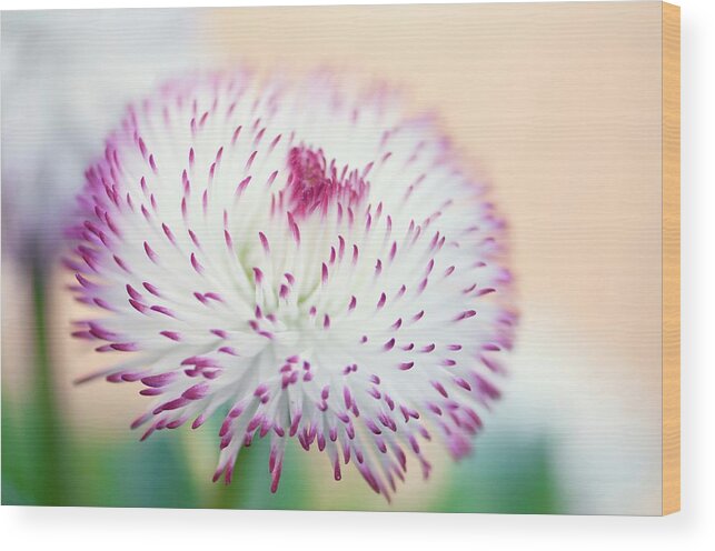 Close-up Wood Print featuring the photograph Bellis Perennis 'habanera White With Red Tips' #3 by Maria Mosolova/science Photo Library