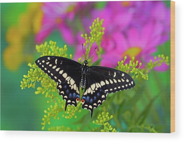 Black Wood Print featuring the photograph Black Swallowtail Butterfly, Papilio #3 by Darrell Gulin