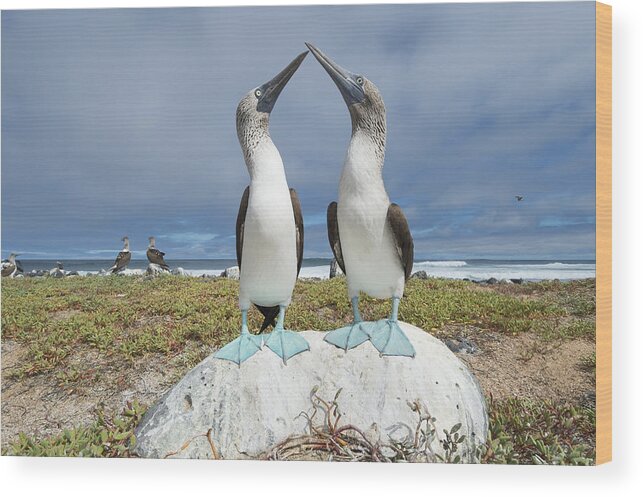 531691 Wood Print featuring the photograph Blue-footed Booby Pair Courting #3 by Tui De Roy