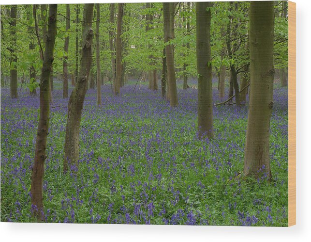 Bluebells Wood Print featuring the photograph Bluebells In Oxey Wood #3 by Nick Atkin
