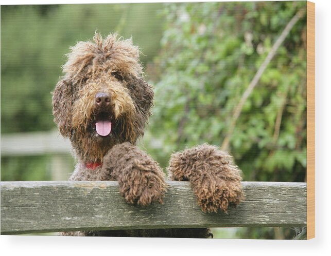 Dog Wood Print featuring the photograph Brown Labradoodle #3 by John Daniels