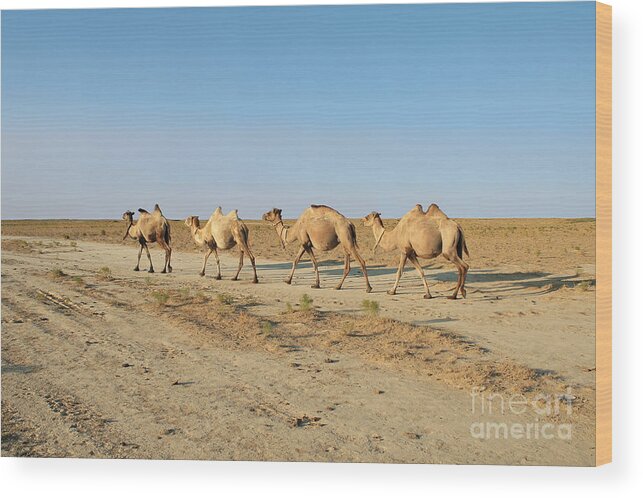 Animal Wood Print featuring the photograph Camel. #2 by Alexandr Malyshev