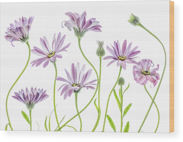 Cape-daisy Wood Print featuring the photograph Cape Daisies #3 by Mandy Disher