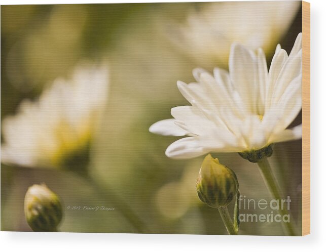 Chrysanthemum Wood Print featuring the photograph Chrysanthemum Flowers #4 by Richard J Thompson 