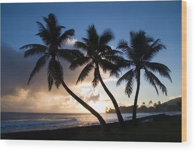 Backlit Wood Print featuring the photograph Coconut Trees At Sunrise, Oahu, Hawaii #3 by Craig K. Lorenz