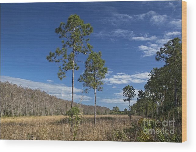 Corkscrew Swamp Wood Print featuring the photograph Corkscrew Swamp #3 by Jim West