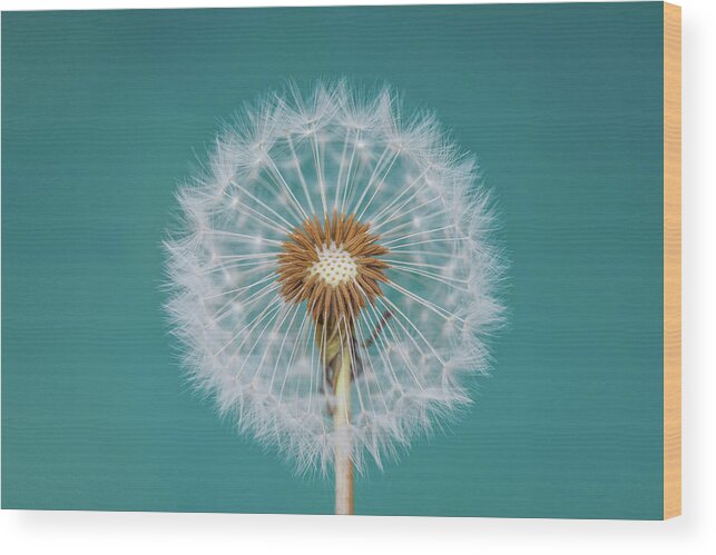 Abstract Wood Print featuring the photograph Dandelion #3 by Bess Hamiti