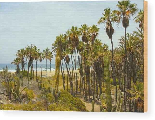Beaches Wood Print featuring the photograph Desert meets the Sea by Robert McKinstry