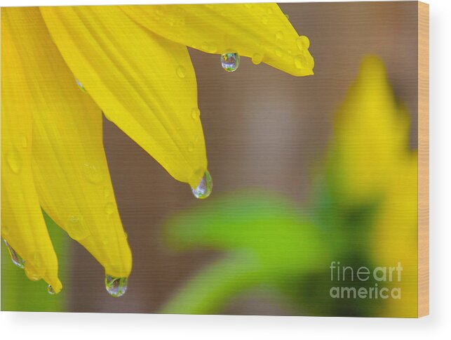 Flowers Wood Print featuring the photograph 3 Drops After the Rain by Nina Silver