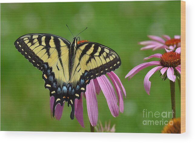 Butterfly Wood Print featuring the photograph Eastern Tiger Swallowtail #3 by Rodney Campbell