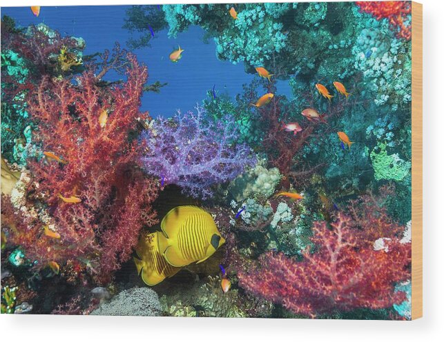 Nobody Wood Print featuring the photograph Golden Butterflyfish On A Reef #3 by Georgette Douwma