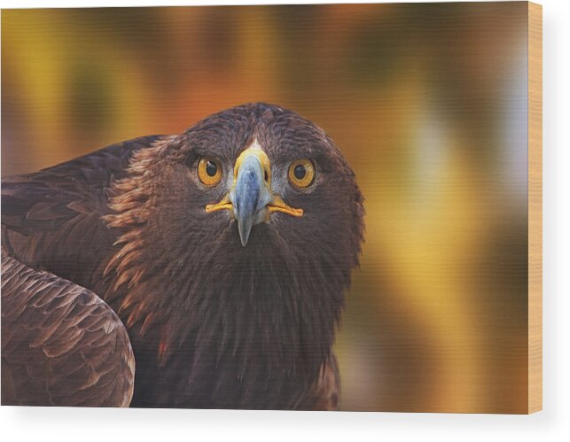Animal Wood Print featuring the photograph Golden Eagle #3 by Brian Cross