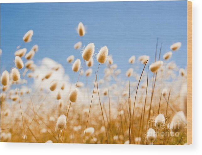 South Australia Wood Print featuring the photograph Golden Field #3 by THP Creative