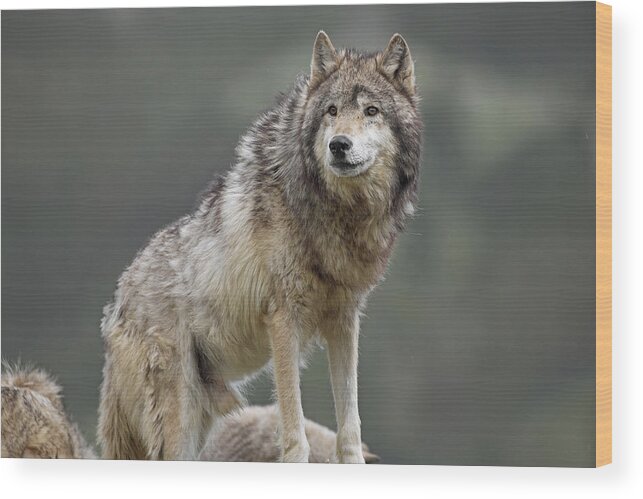 Feb0514 Wood Print featuring the photograph Gray Wolf North America #3 by Tim Fitzharris