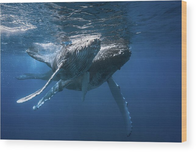 Whale Wood Print featuring the photograph Humpback Whale #3 by Barathieu Gabriel