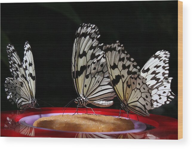 Insect Wood Print featuring the photograph 3 Idea Leuconoe Butterflies Feeding by Akurashashin