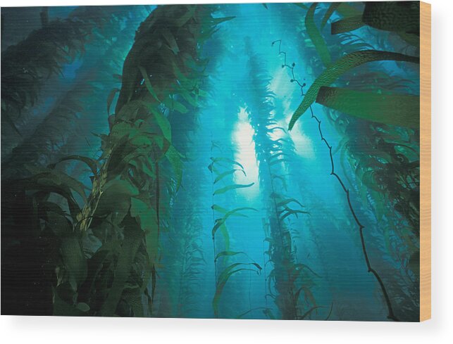 Algae Wood Print featuring the photograph Kelp Forest #3 by Greg Ochocki