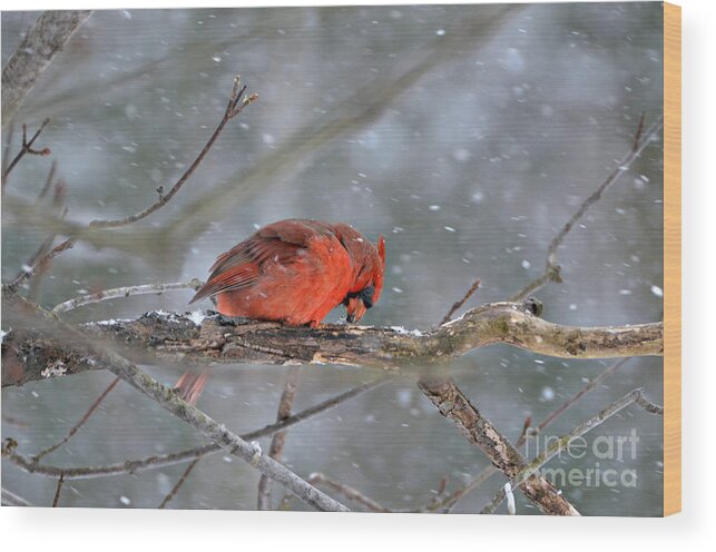 Male Northern Cardinal Wood Print featuring the photograph Male Northern Cardinal #3 by Lila Fisher-Wenzel