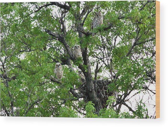 Great Horned Owls Wood Print featuring the photograph 3 owlets and OWL for family portrait by Rebecca Adams