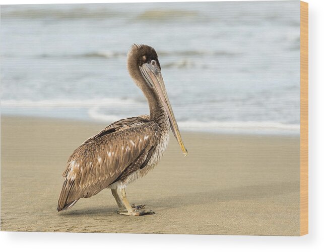 Flying Wood Print featuring the photograph Pelican #3 by Marek Poplawski